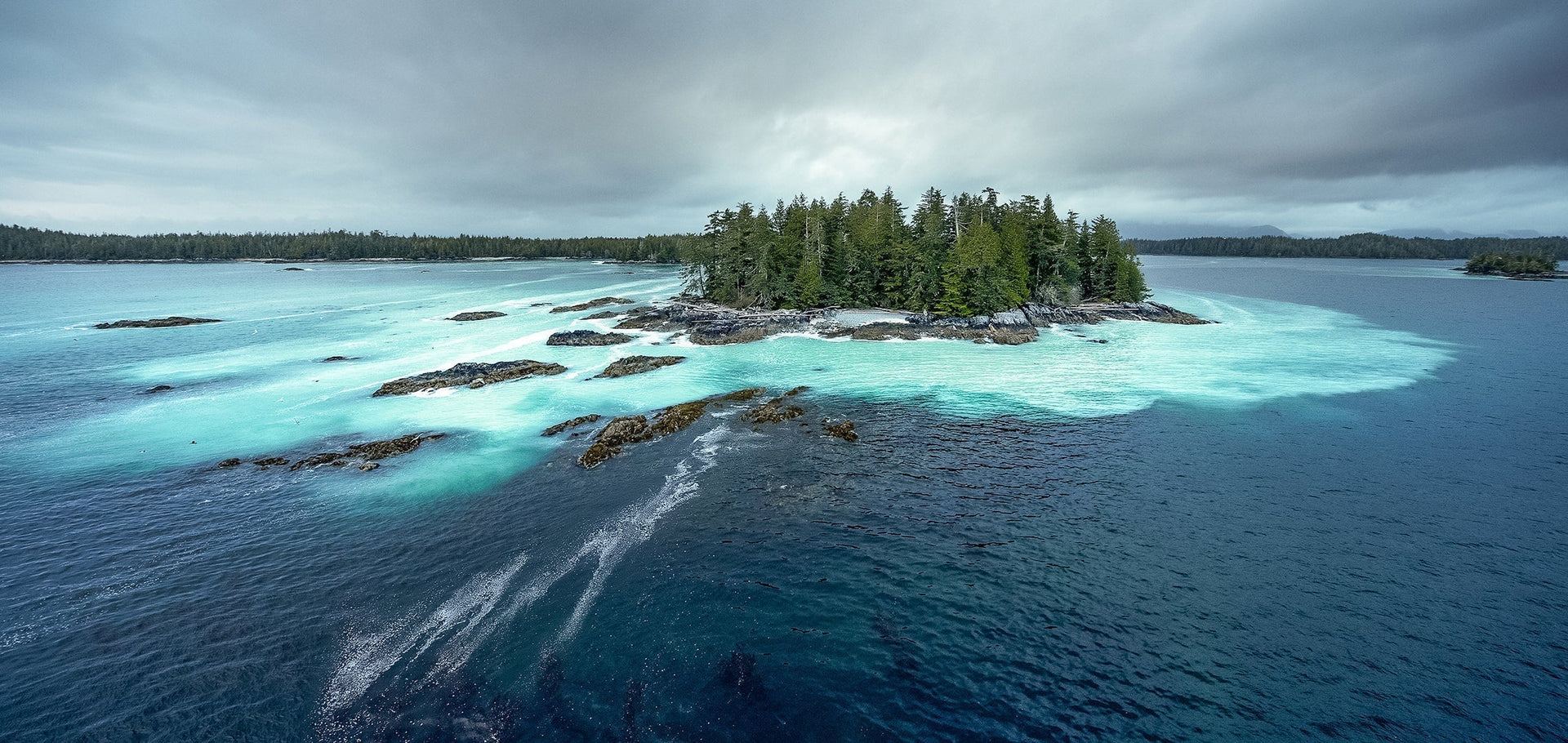 The herring spawn begins as thousands of tons of female herring begin laying their tiny eggs on seaweed below the dark waters of Canada’s Great Bear Rainforest.