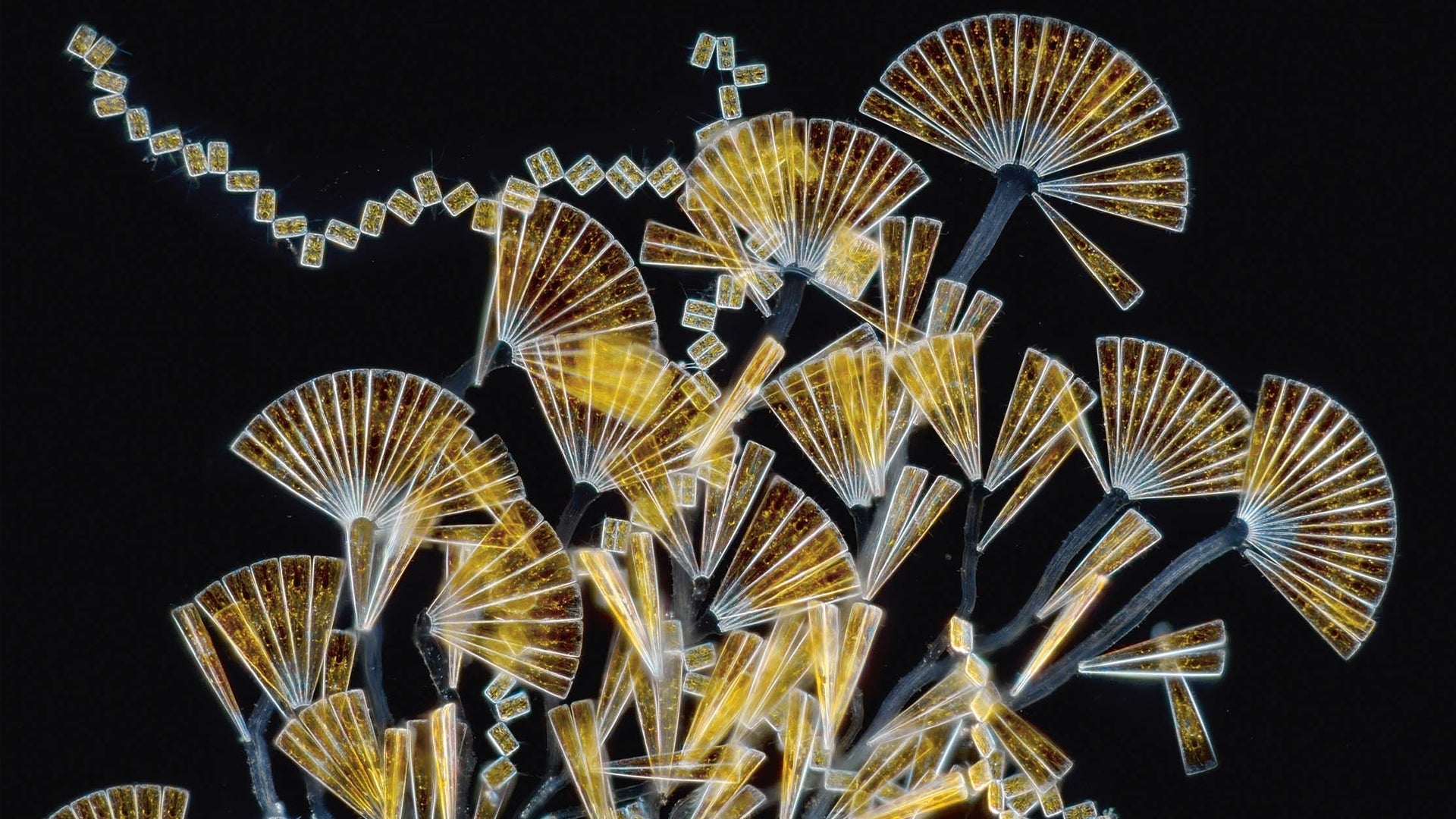 four-fifths-a-grizzly