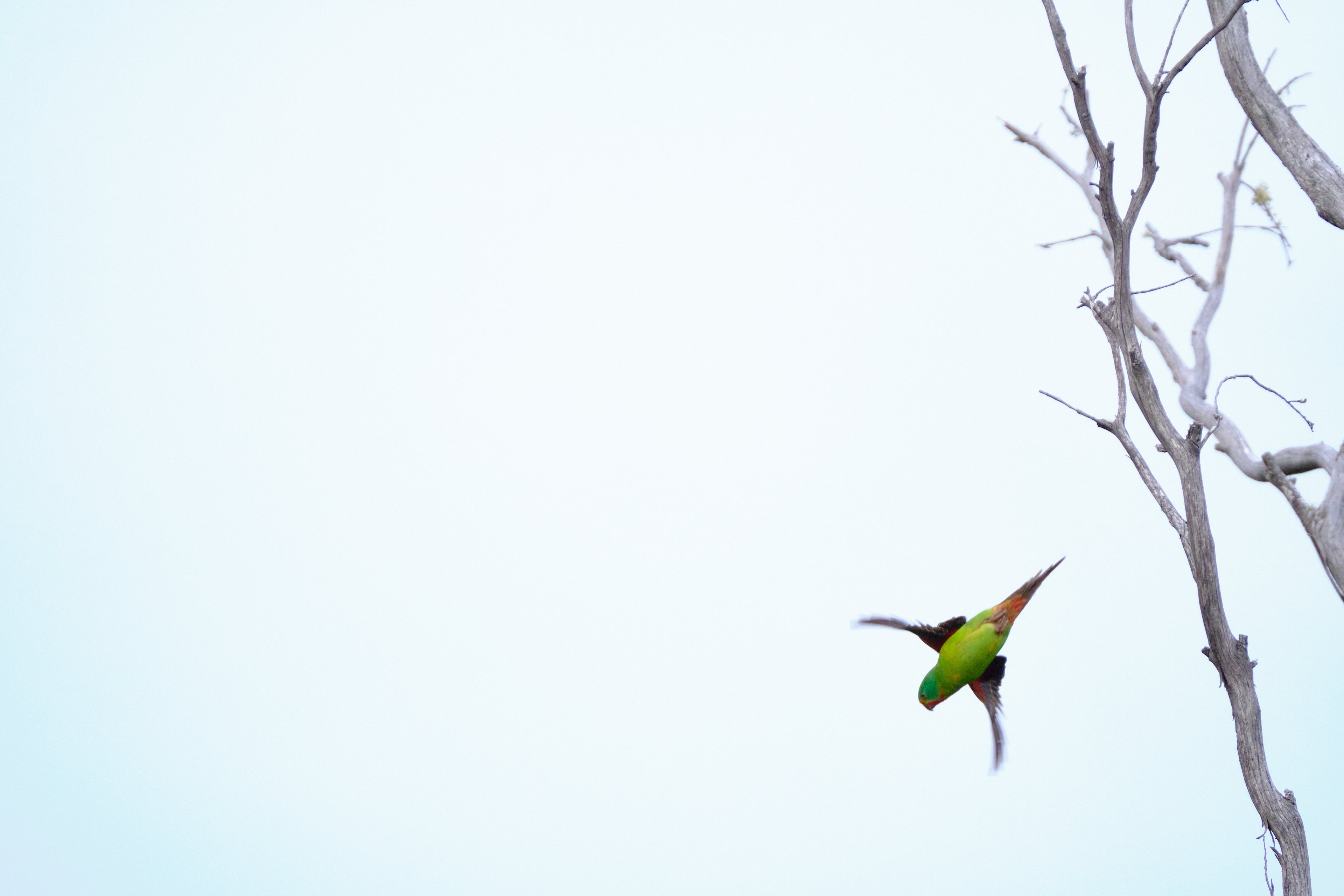 SWIFT DECLINE: WORLD’S FASTEST PARROT FLIES SOUTH TO AN UNCERTAIN FUTU ...