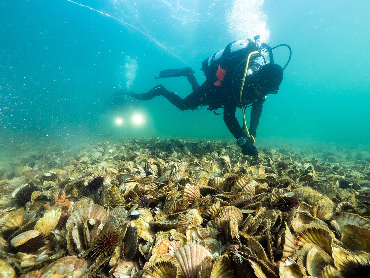 Opening image: Simon Branigan dives the reef restoration project at Nine Foot Bank, inside Port Phillip Bay. The original shellfish reefs were decimated soon after European settlement. Photo Jarrod Boord