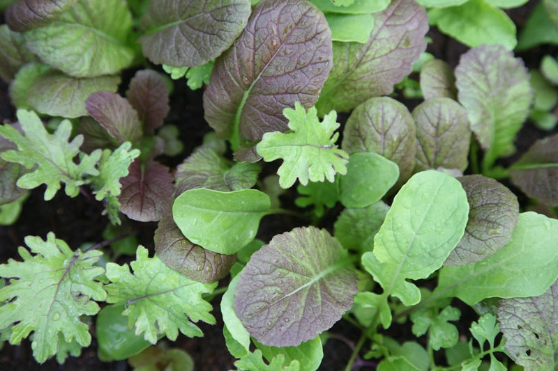 Organic Gardening Doesn’t Have to Be Complicated