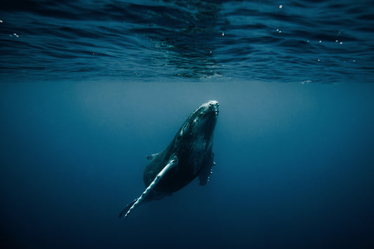 Opening image: A humpback calf off the coast of Tahiti. The humpbacks migrate to Tahiti to give birth in the southern winter, before heading south in summer to feed in Antarctica. Photo Hayden O’Neill