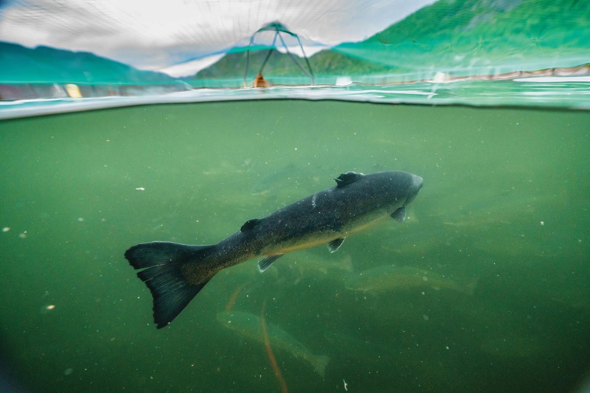 A maimed, farmed salmon, as seen in Patagonia film 'Artifishal'. Photo: Ben Moon.