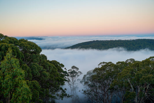 Opening image: Sunset falls on the proposed Great Forest National Park. Photo Majell Backhausen