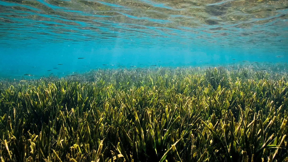 Jalpi, a Korean native seagrass, is at risk from industrialisation, urban development and an expanding fishing industry in South Korea. The grass helps restore fish stocks and fight the climate crisis. Photo: Nicole Gormley