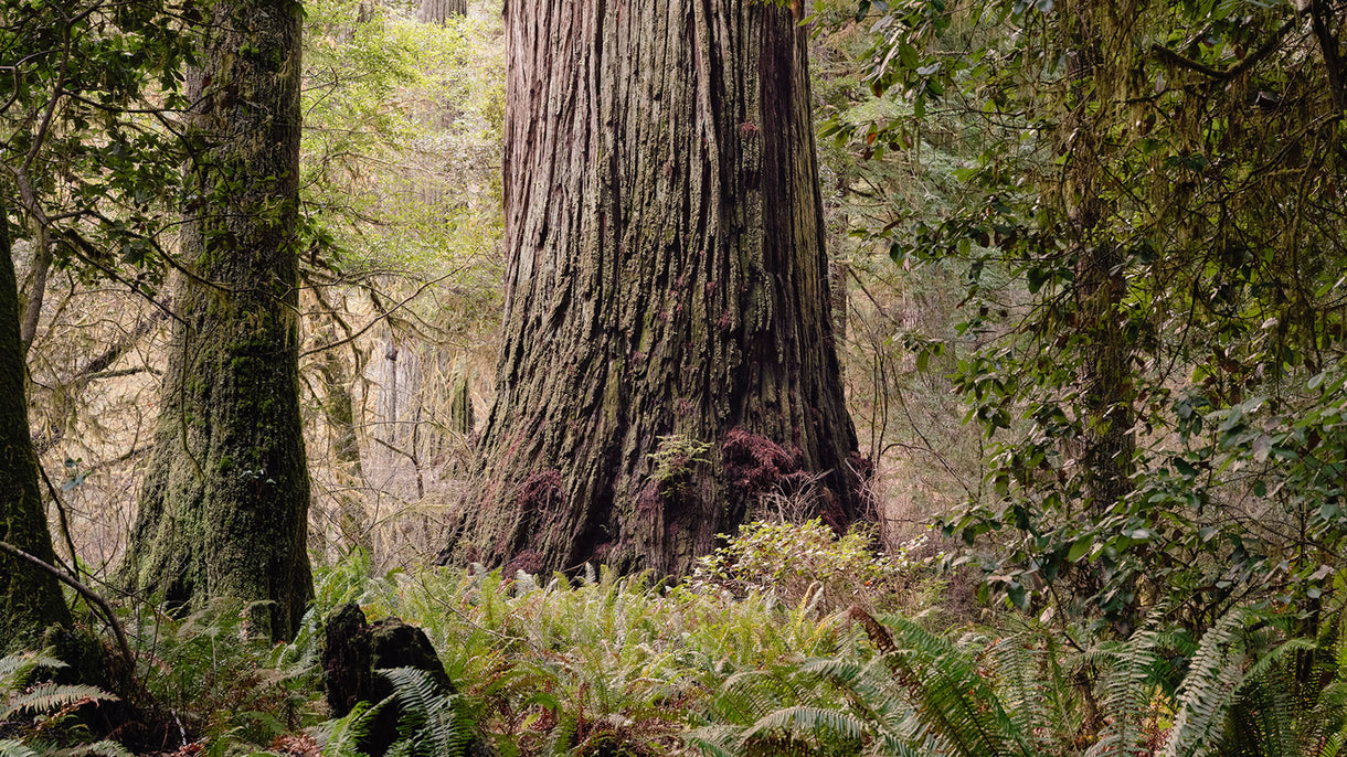 May it live to be 3,000—or older. Del Norte Titan (Sequoia sempervirens). California. Photo: Brian Kelley