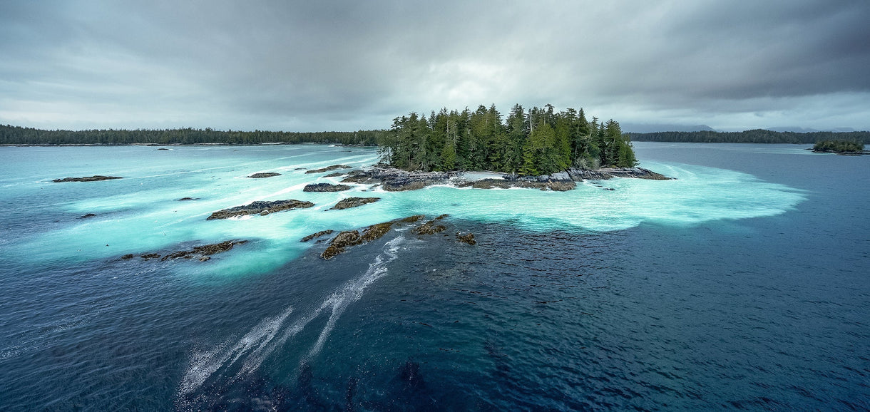 The herring spawn begins as thousands of tons of female herring begin laying their tiny eggs on seaweed below the dark waters of Canada’s Great Bear Rainforest.