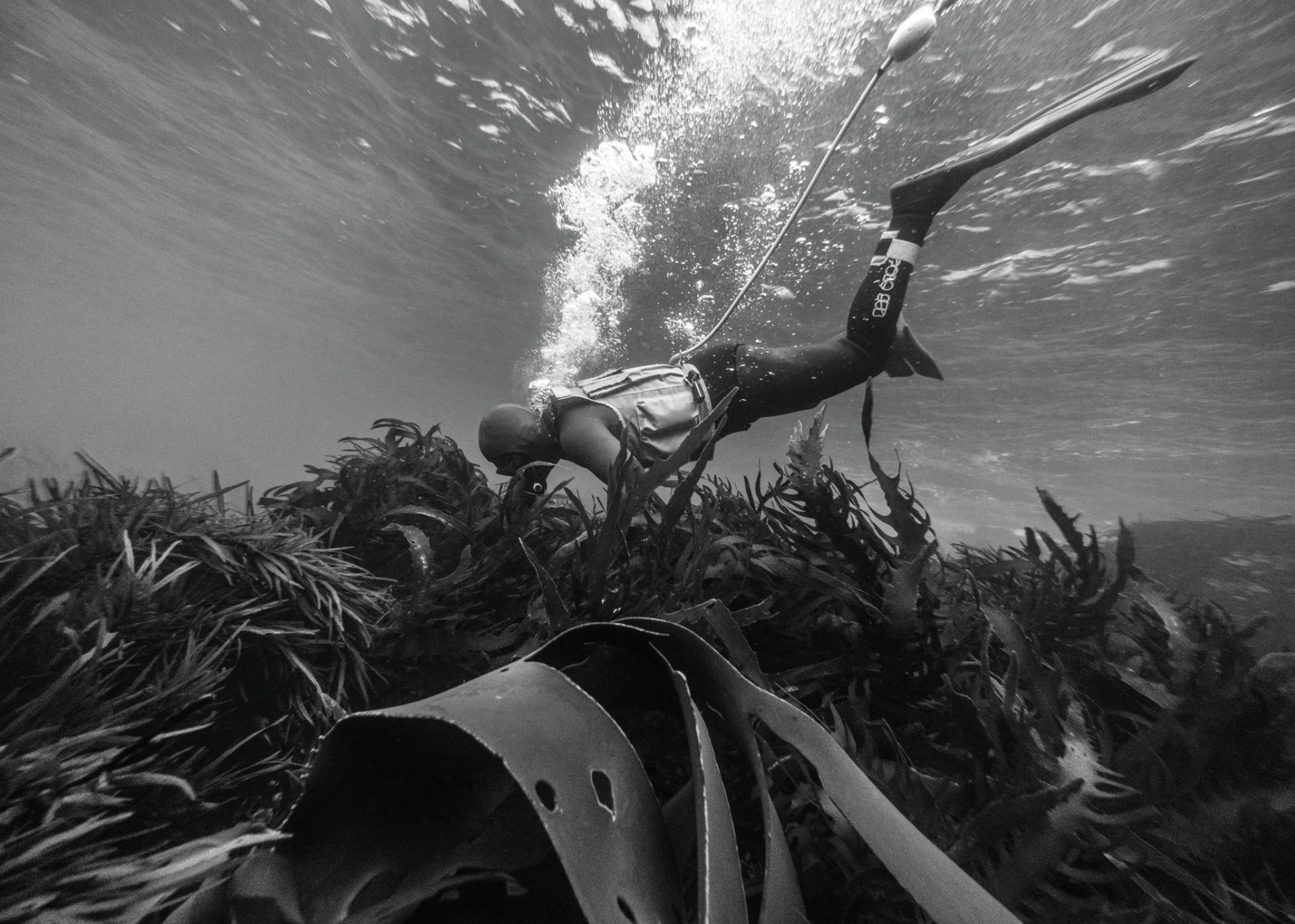 Opening image: ‘Polly’ has spent over three decades diving and surfing in Tasmanian waters. There are few people better placed to offer an assessment of what’s going on below the surface. Photo Nick Green