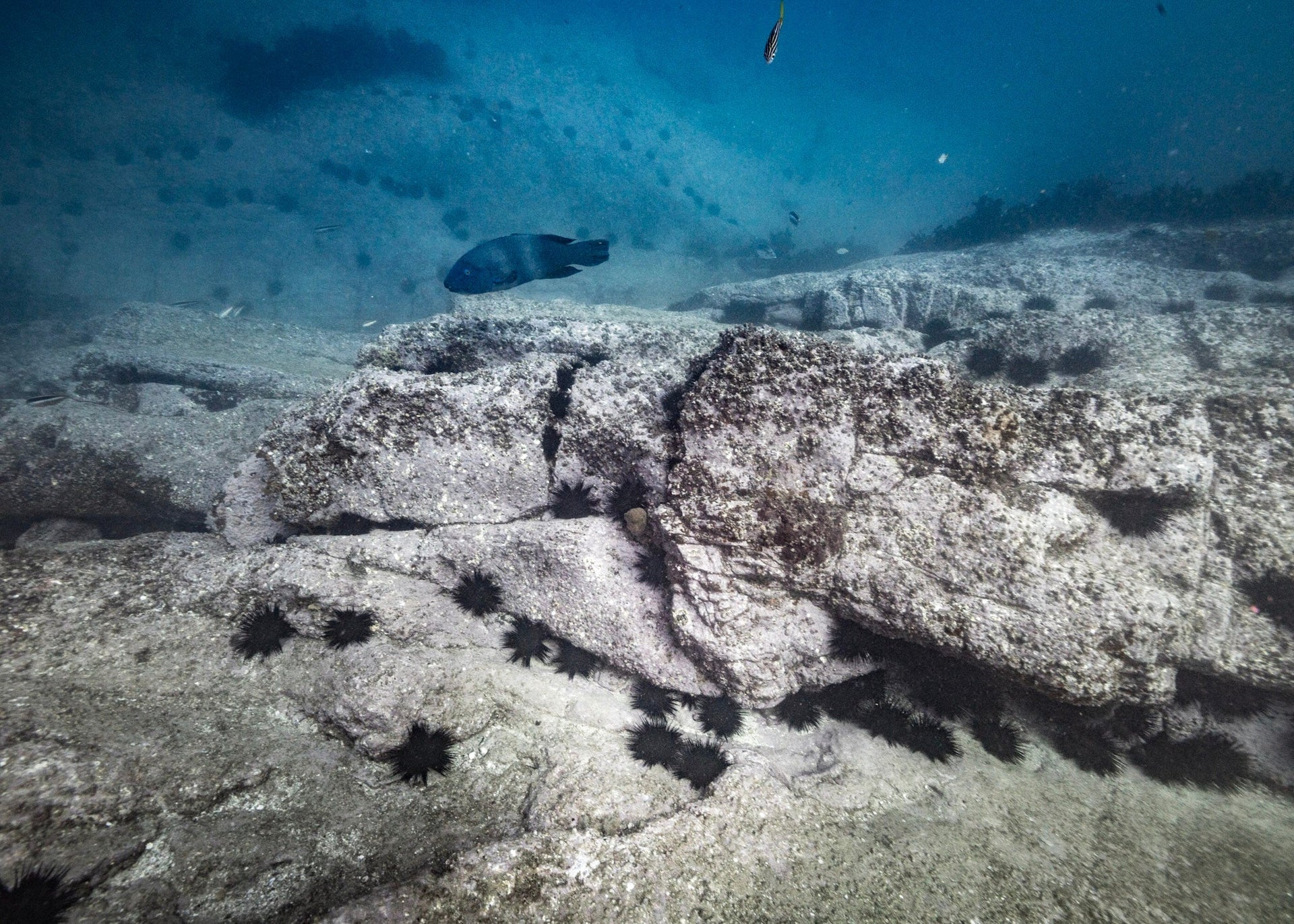 Opening image: A blue groper cruises an urchin barren off the coast of Eden, on the NSW South Coast. Photo Stefan Andrew