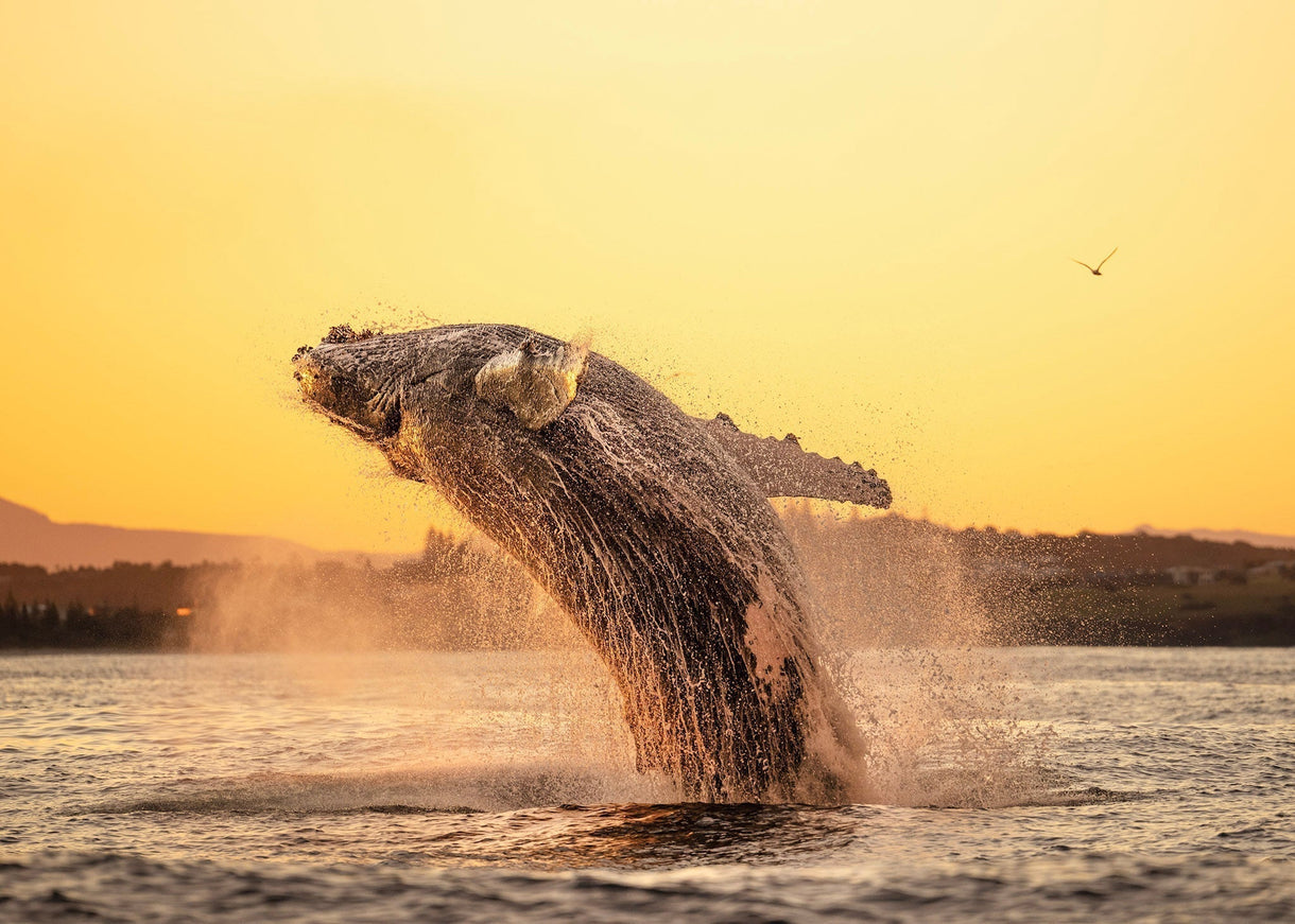 Opening image: Humpbacks have been central to the story of Byron Bay for tens of thousands of years. Photo Craig Parry