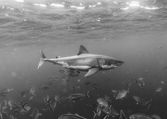 Opening image: In recent times the great white has circled back into the consciousness of the Australian surfer. Photo Nick Green